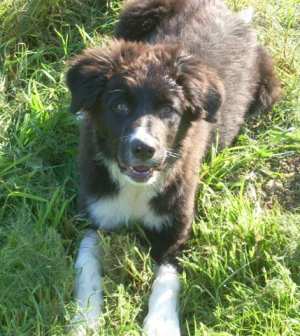 Merlin20110914Kamerun 051.jpg